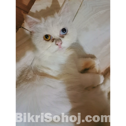 অরিজিনাল পার্সিয়ান বিড়াল মা সহ বাচ্চা